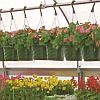 Hanging Baskets