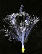 Solar Night Lavender
