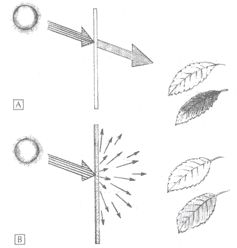 Polycarbonate Diagram