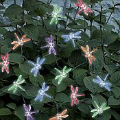 Solar Dragonfly Light String - 3706MR20